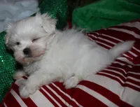 Piper, a male Maltese for sale in Billings, MO – 5 of 9