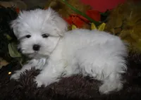 Destiney, a female Maltese for sale in Billings, MO – 5 of 10
