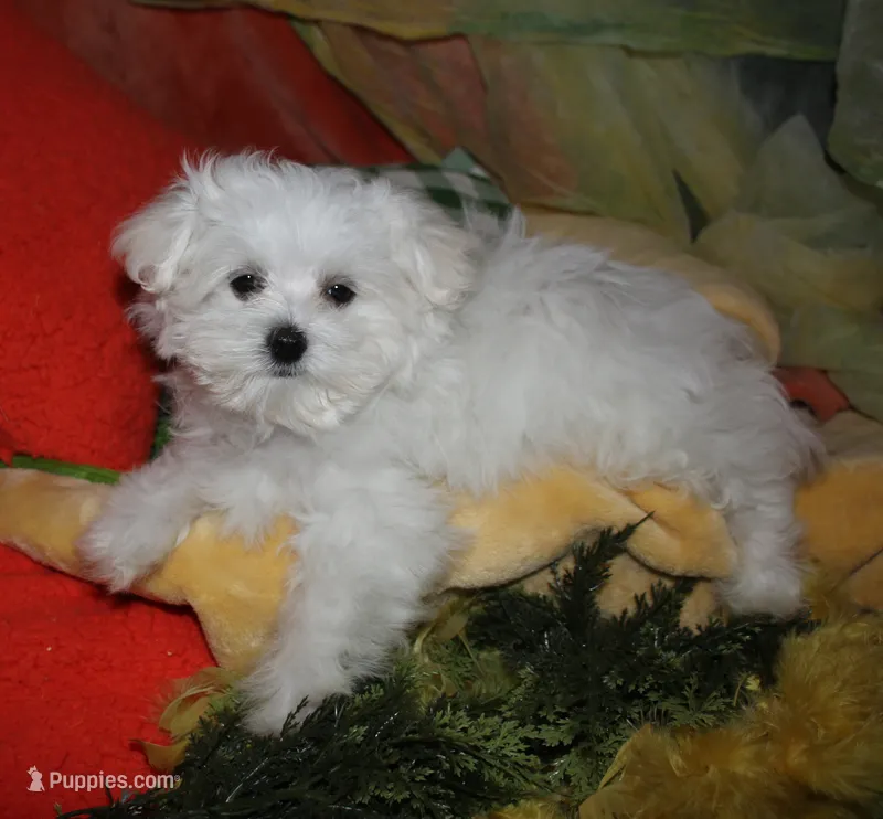 Casper  – Maltese puppy for sale in Billings, MO