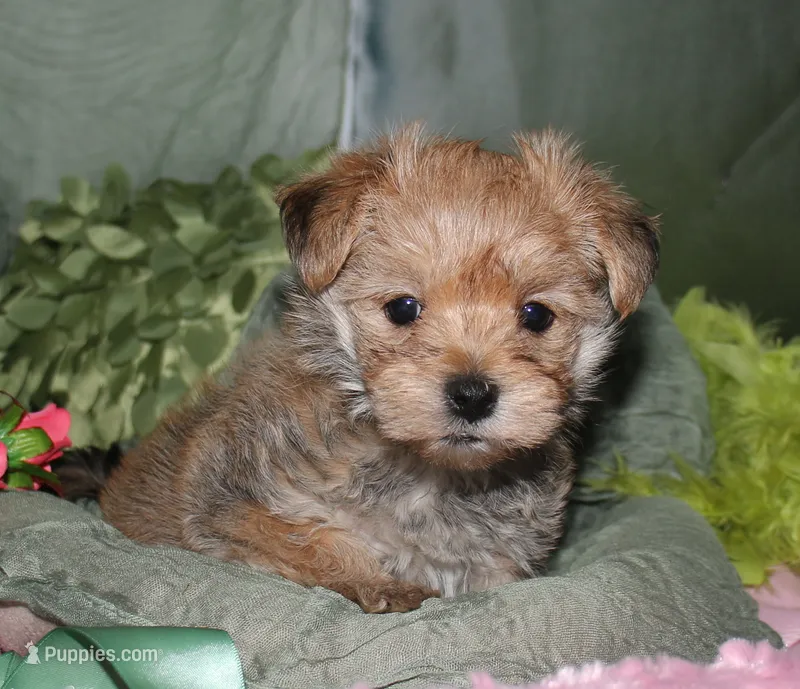 Moses  – Morkie puppy for sale in Billings, MO