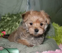 Moses , a male Morkie for sale in Billings, MO – 1 of 9