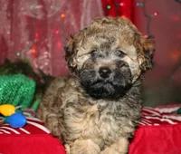 Theodore, a male Maltipoo for sale in Billings, MO – 2 of 10