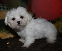 Blaze, a male Maltese for sale in Billings, MO – 9 of 9