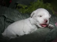Stumpy, a male Maltese for sale in Billings, MO – 3 of 10