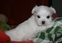 Destiney, a female Maltese for sale in Billings, MO – 4 of 8