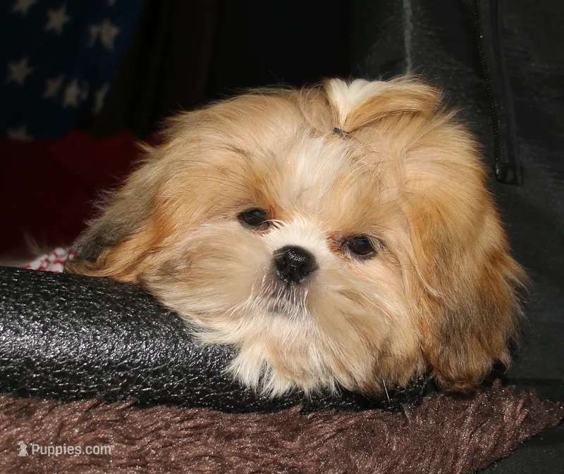 MoJo – Shih Tzu puppy for sale in Billings, MO