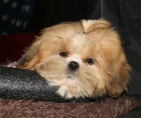 MoJo, a male Shih Tzu for sale in Billings, MO – 1 of 6