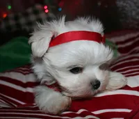 Piper, a male Maltese for sale in Billings, MO – 3 of 9