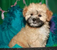 Luke, a male Shihpoo for sale in Billings, MO – 2 of 9