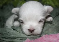 Dakota, a male Maltese for sale in Billings, MO – 7 of 7