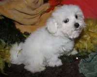 Stumpy, a male Maltese for sale in Billings, MO – 4 of 10