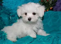 Farrah, a female Maltese for sale in Billings, MO – Photo 3 of 9