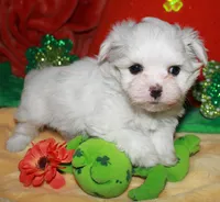 Farrah, a female Maltese for sale in Billings, MO – Photo 9 of 9
