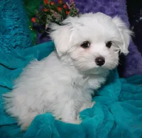 Farrah, a female Maltese for sale in Billings, MO – Photo 9 of 9