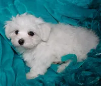 Farrah, a female Maltese for sale in Billings, MO – Photo 5 of 9