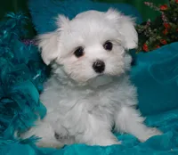 Farrah, a female Maltese for sale in Billings, MO – Photo 4 of 9