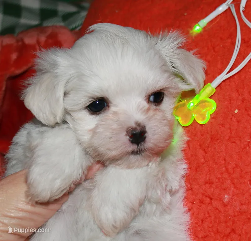 Farrah – Maltese puppy for sale in Billings, MO