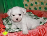 Farrah, a female Maltese for sale in Billings, MO – Photo 6 of 9