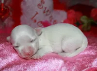 Farrah, a female Maltese for sale in Billings, MO – Photo 3 of 7