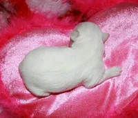 Farrah, a female Maltese for sale in Billings, MO – Photo 6 of 7