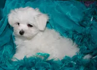 Farrah, a female Maltese for sale in Billings, MO – Photo 6 of 9