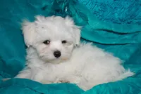 Farrah, a female Maltese for sale in Billings, MO – Photo 2 of 9
