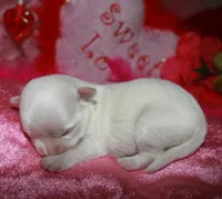 Farrah, a female Maltese for sale in Billings, MO – Photo 4 of 7