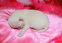 Farrah, a female Maltese for sale in Billings, MO – Photo 7 of 7