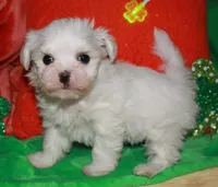 Farrah, a female Maltese for sale in Billings, MO – Photo 5 of 9
