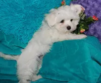 Farrah, a female Maltese for sale in Billings, MO – Photo 7 of 9