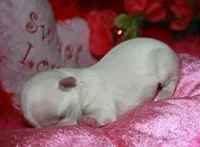 Farrah, a female Maltese for sale in Billings, MO – Photo 2 of 7