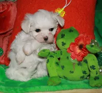 Farrah, a female Maltese for sale in Billings, MO – Photo 8 of 9