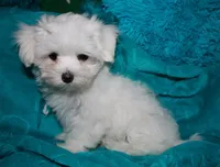 Farrah, a female Maltese for sale in Billings, MO – Photo 8 of 9