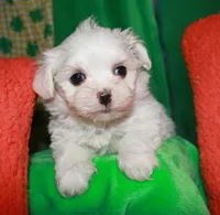 Farrah, a female Maltese for sale in Billings, MO – Photo 7 of 9