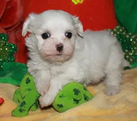 Farrah, a female Maltese for sale in Billings, MO – Photo 3 of 9