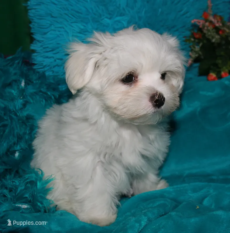 Farrah – Maltese puppy for sale in Billings, MO