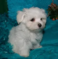 Farrah, a female Maltese for sale in Billings, MO – Photo 1 of 9