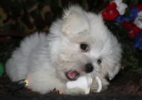 Stumpy, a male Maltese for sale in Billings, MO – 2 of 10