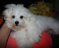 Bruiser, a male Maltese for sale in Billings, MO – 6 of 9
