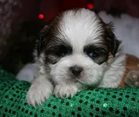 Cooper, a male Shih Tzu for sale in Billings, MO – 5 of 9