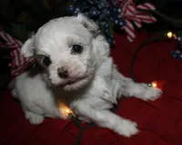 Mable, a male Maltese for sale in Billings, MO – 7 of 8