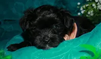Frank, a male Morkie for sale in Billings, MO – 7 of 10