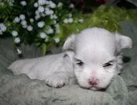 Conrad, a male Maltese for sale in Billings, MO – 3 of 7