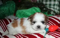 Ollie, a male Shih Tzu for sale in Billings, MO – 9 of 9