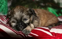 Dolly, a female Shih Tzu for sale in Billings, MO – 7 of 9
