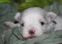 Bruiser, a male Maltese for sale in Billings, MO – 4 of 9