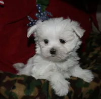 Chester, a male Maltese for sale in Billings, MO – 9 of 9