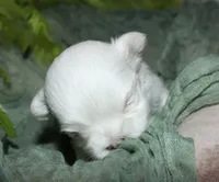Dakota, a male Maltese for sale in Billings, MO – 2 of 7