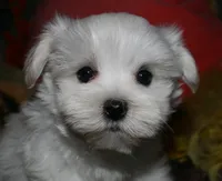 Justin, a male Maltese for sale in Billings, MO – 10 of 10