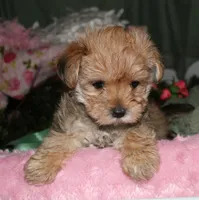 Moses , a male Morkie for sale in Billings, MO – 7 of 9